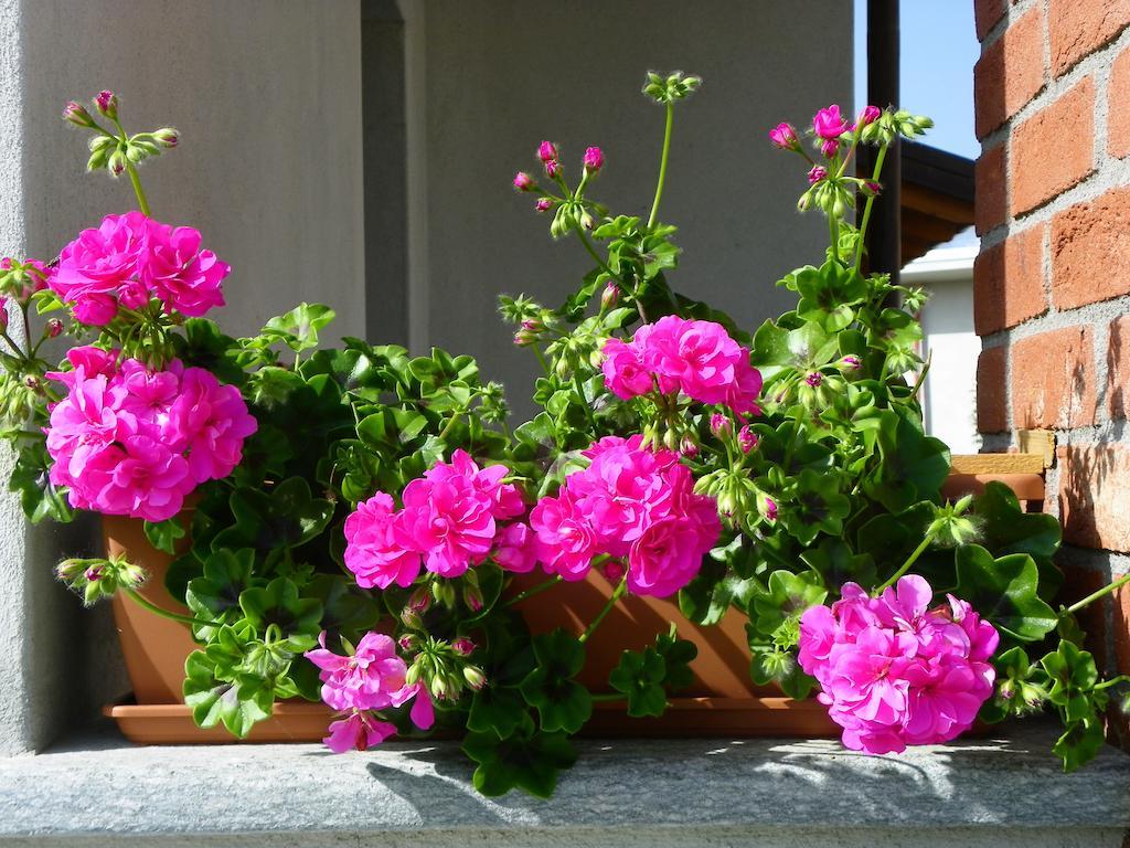 Giravento Bed and Breakfast Borgo San Dalmazzo Εξωτερικό φωτογραφία